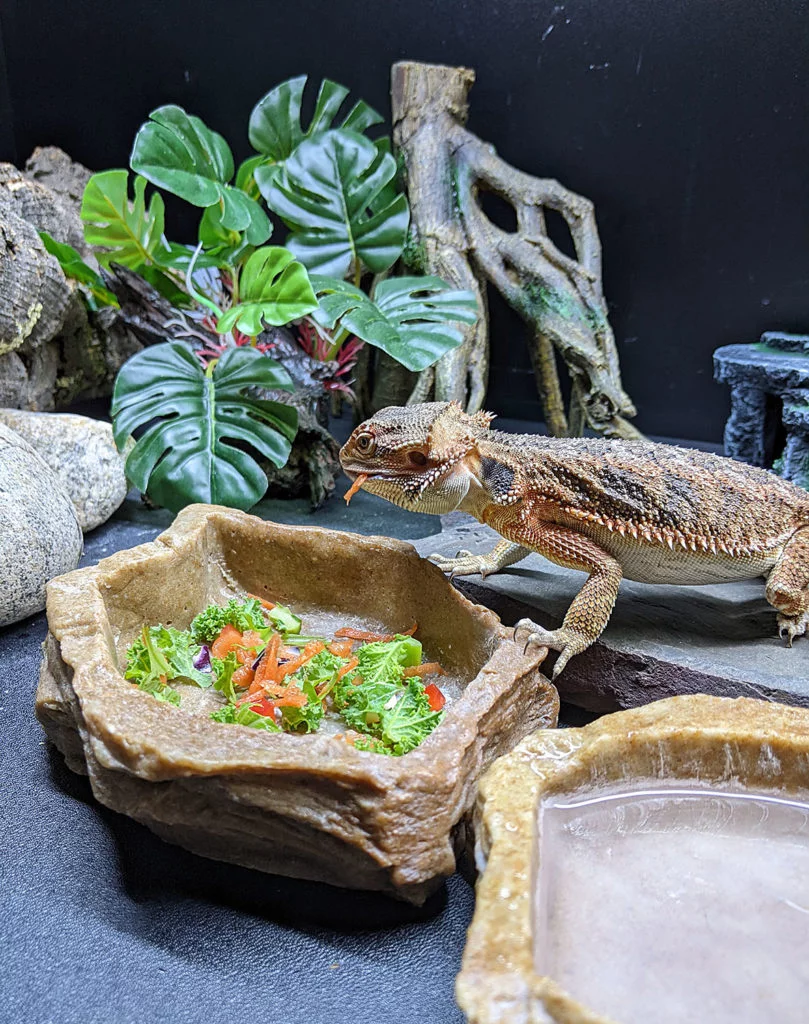 Essender Bartagame in Terrarium mit Boden aus ABS mit genarbter Oberfläche