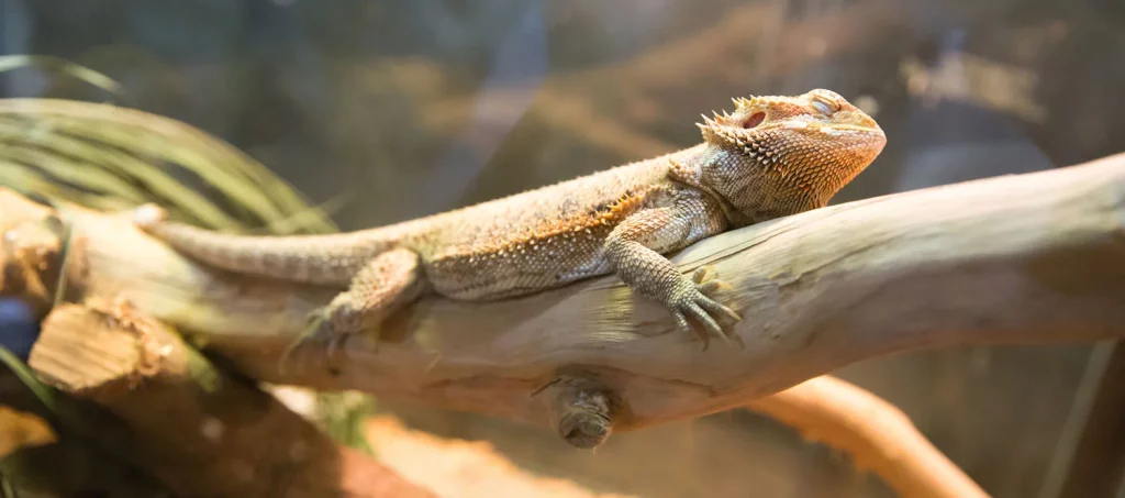 Sonnenbadender Bartagame am Tag im Terrarium