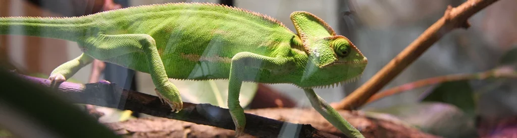Terrarien können in Eigenarbeit aus Acryl, ABS oder geschäumtem PVC hergestellt werden